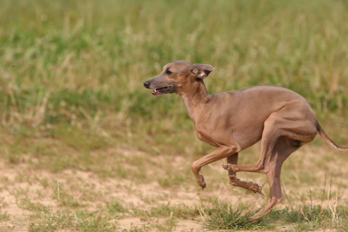 Italian Greyhound sprinting with agility, energy, and playful enthusiasm.