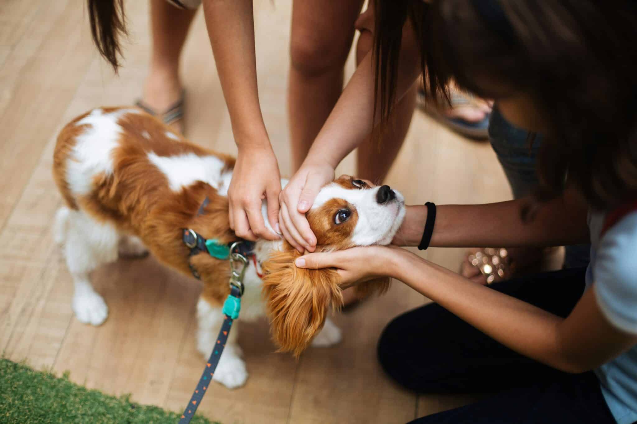 11 Dog Breeds That Form the Strongest Bonds With Their Human Families