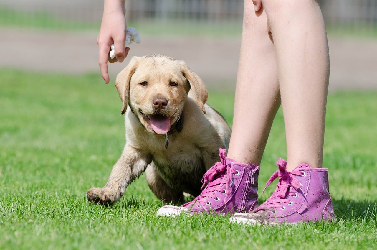 11 Puppy Breeds Known For Their Fast Learning & Easy Training