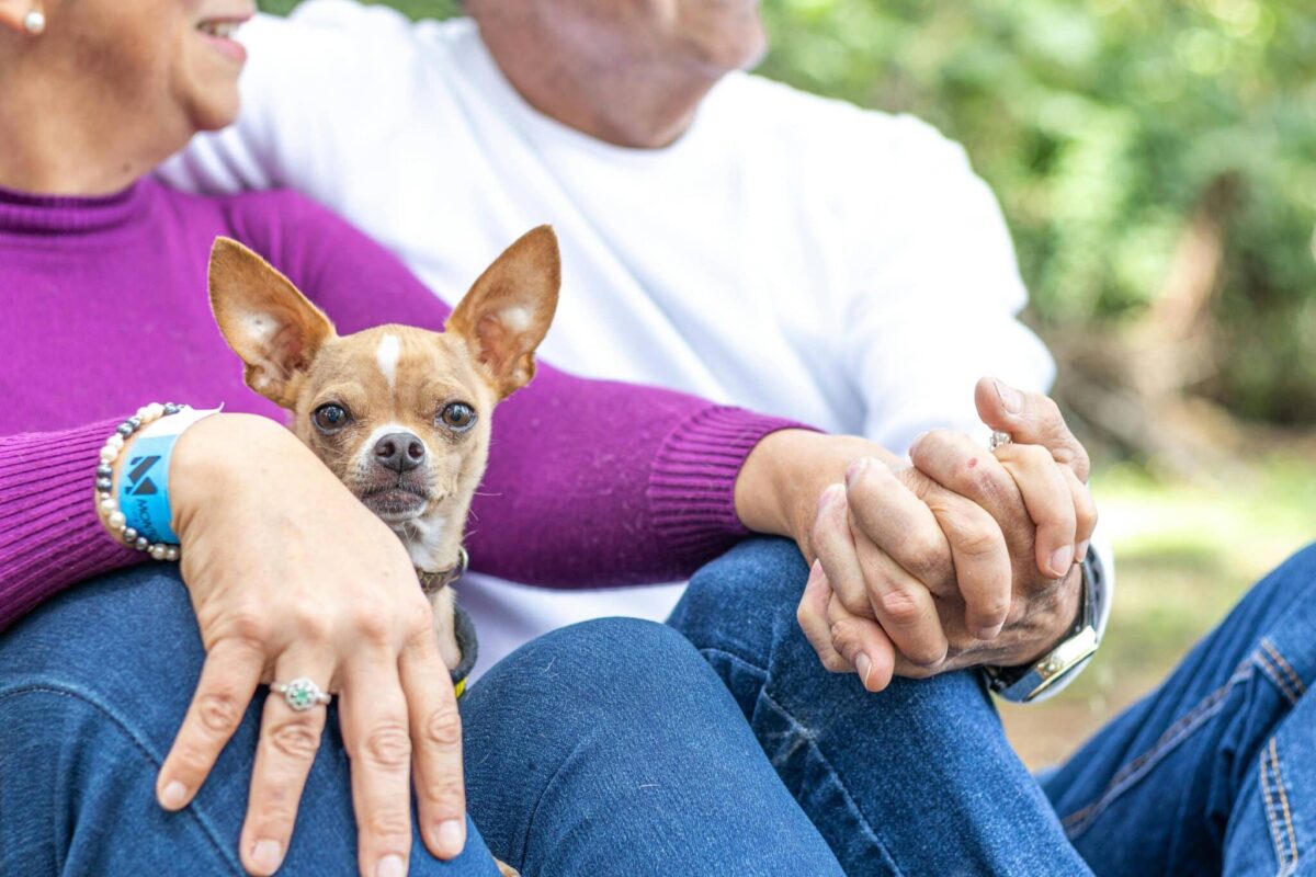 12 Lap-Sized Dogs Perfect For Seniors