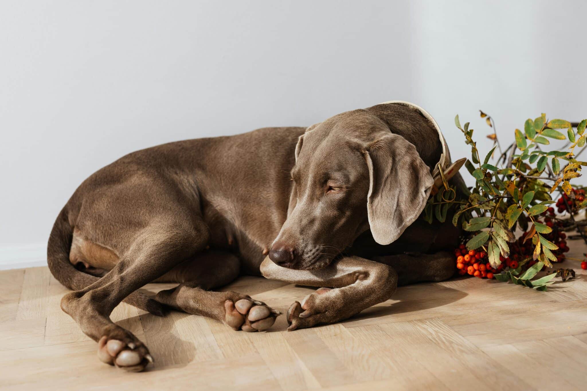 How Long Should My Weimaraner Sleep?