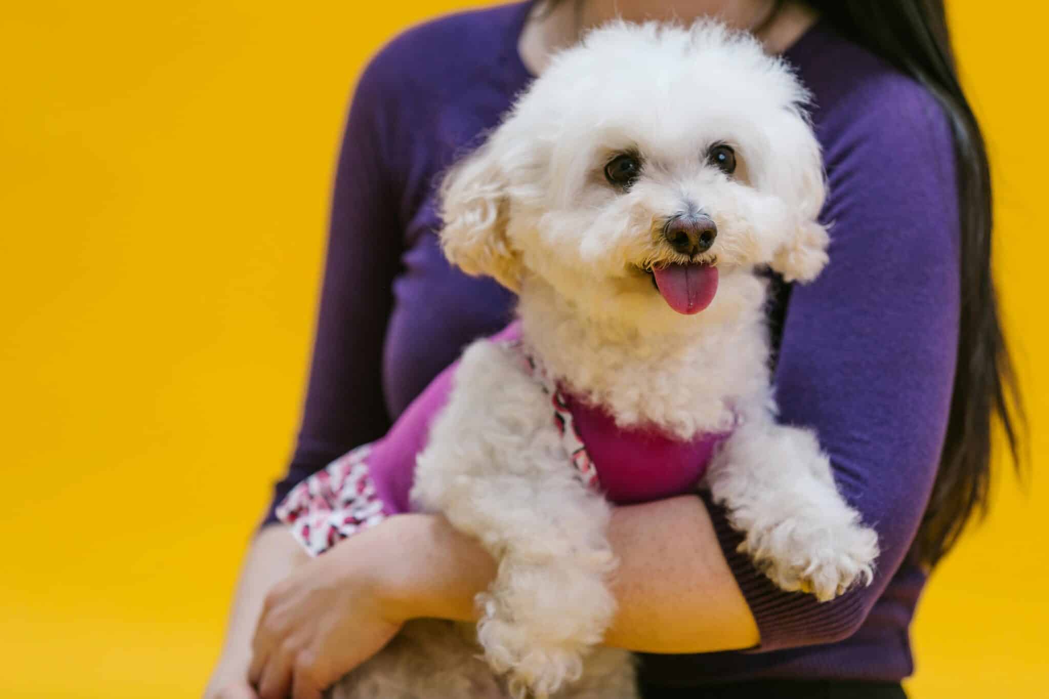 15 Best Dog Breeds for Someone in Their 20s thumbnail