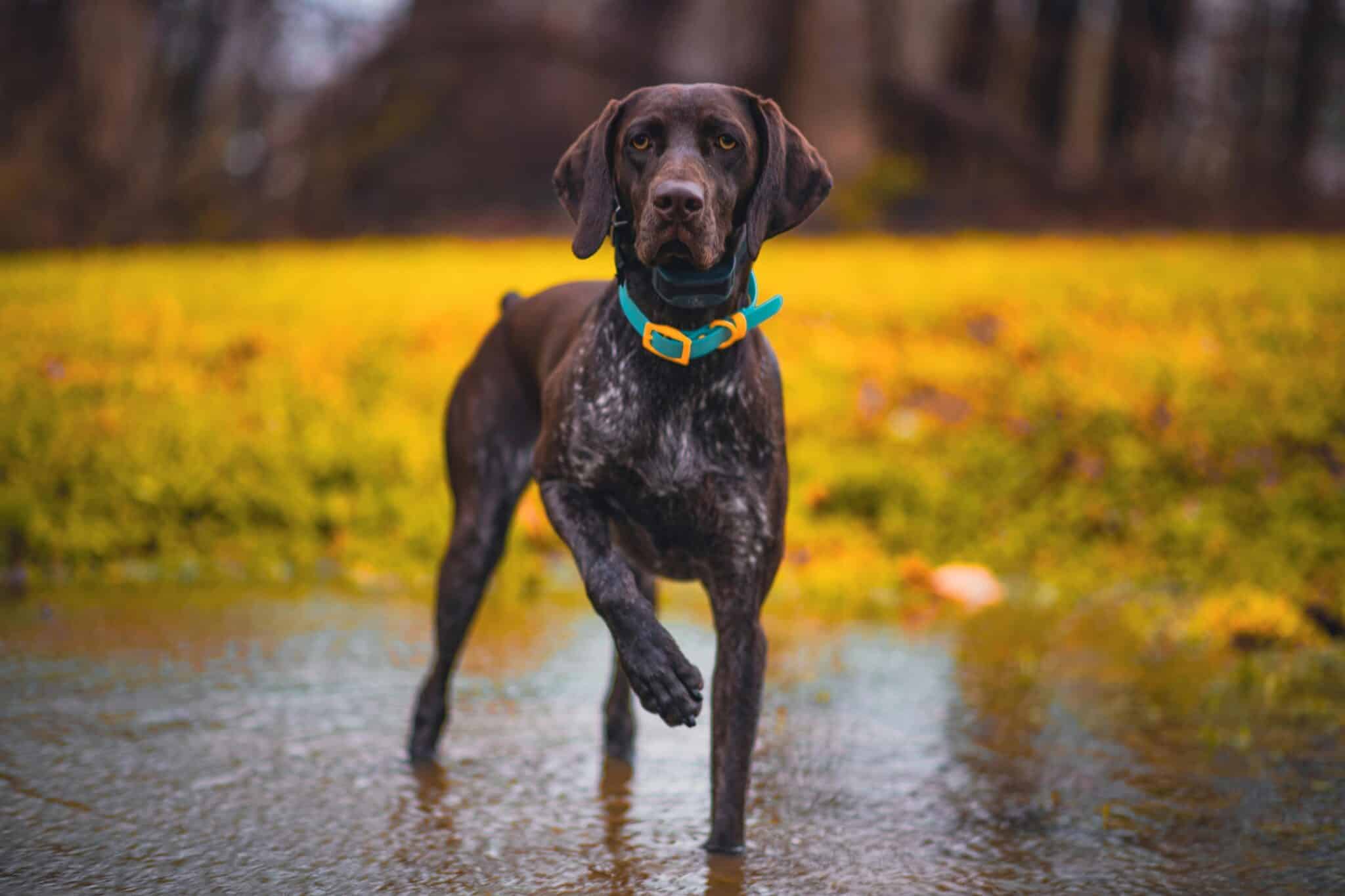 How Long Should My German Shorthaired Pointer Sleep?