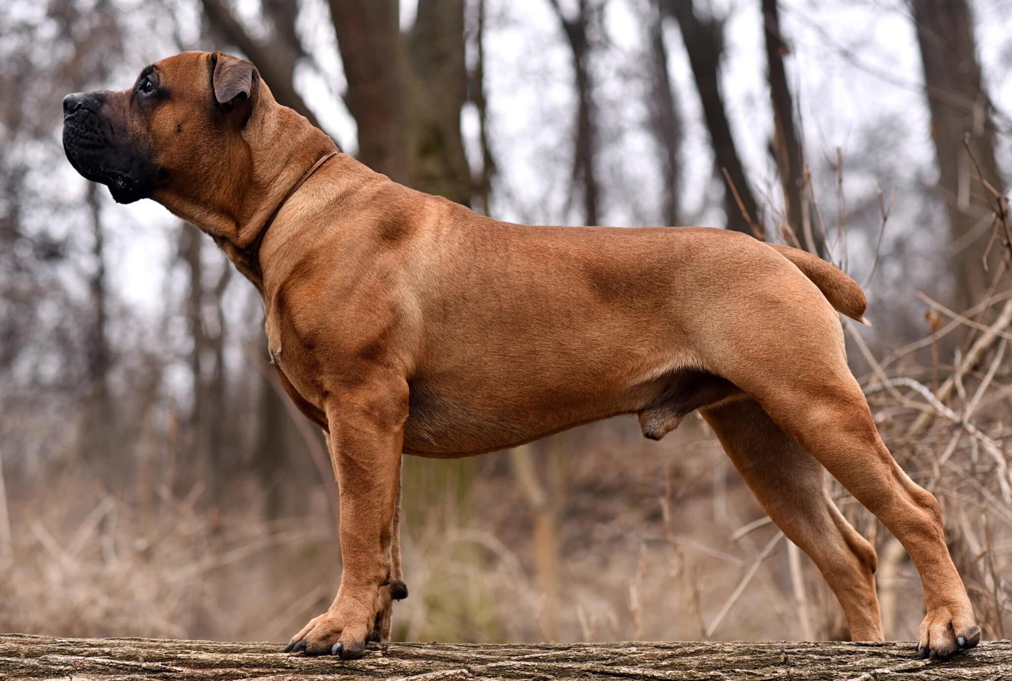 22 Toughest Dog Breeds In The World