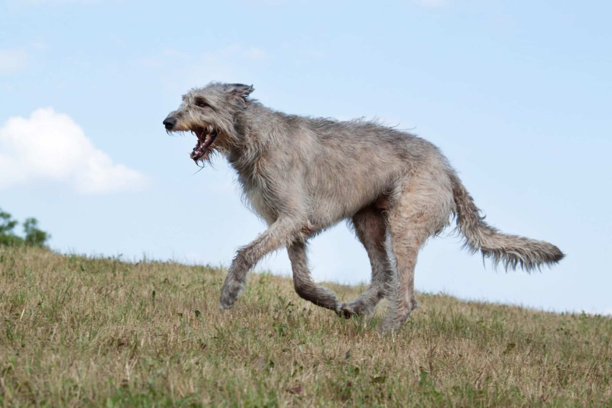 Irish Wolfhound displaying tall, noble presence with calm and dignified gaze.