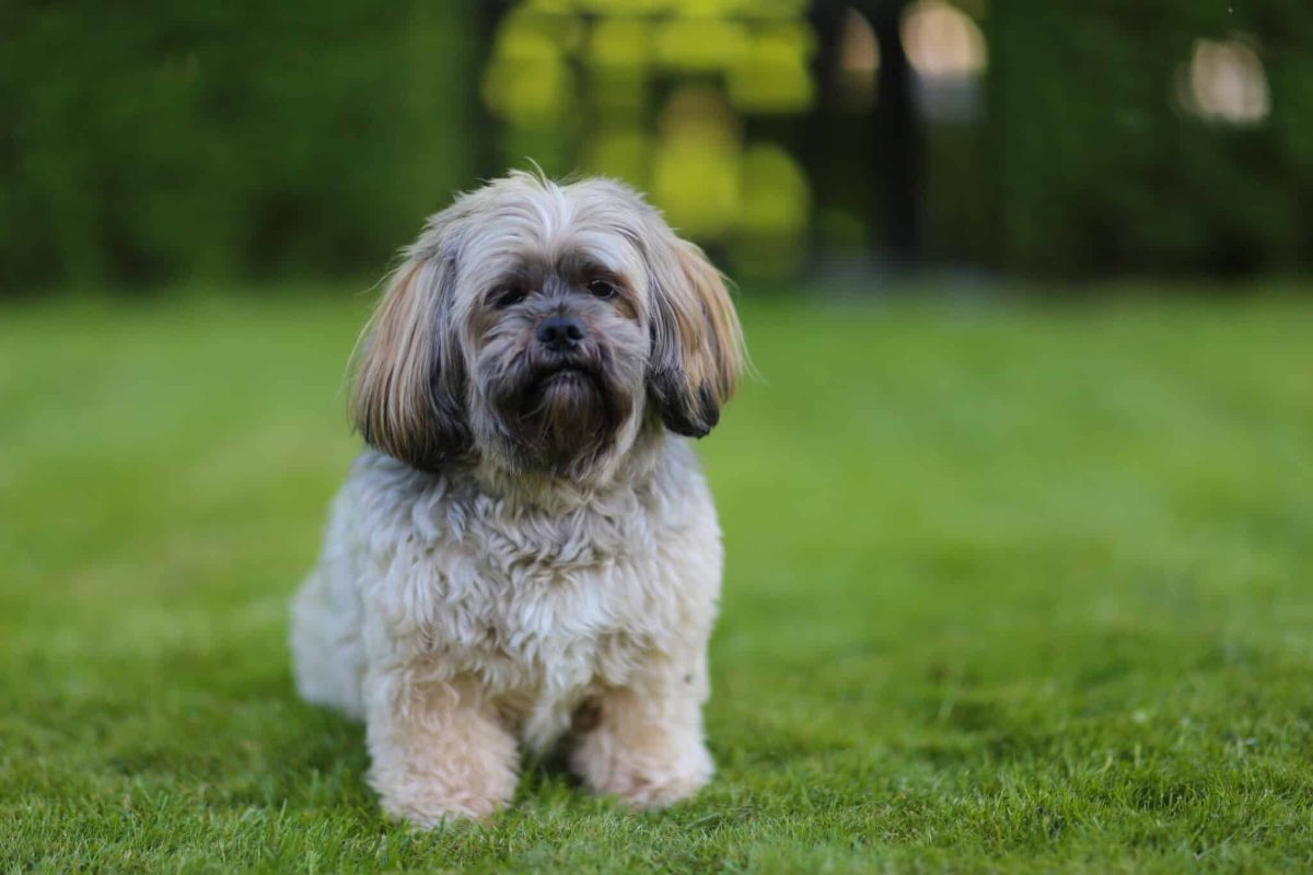 Lhasa Apso calm and self assured with independent temperament and strong personal space