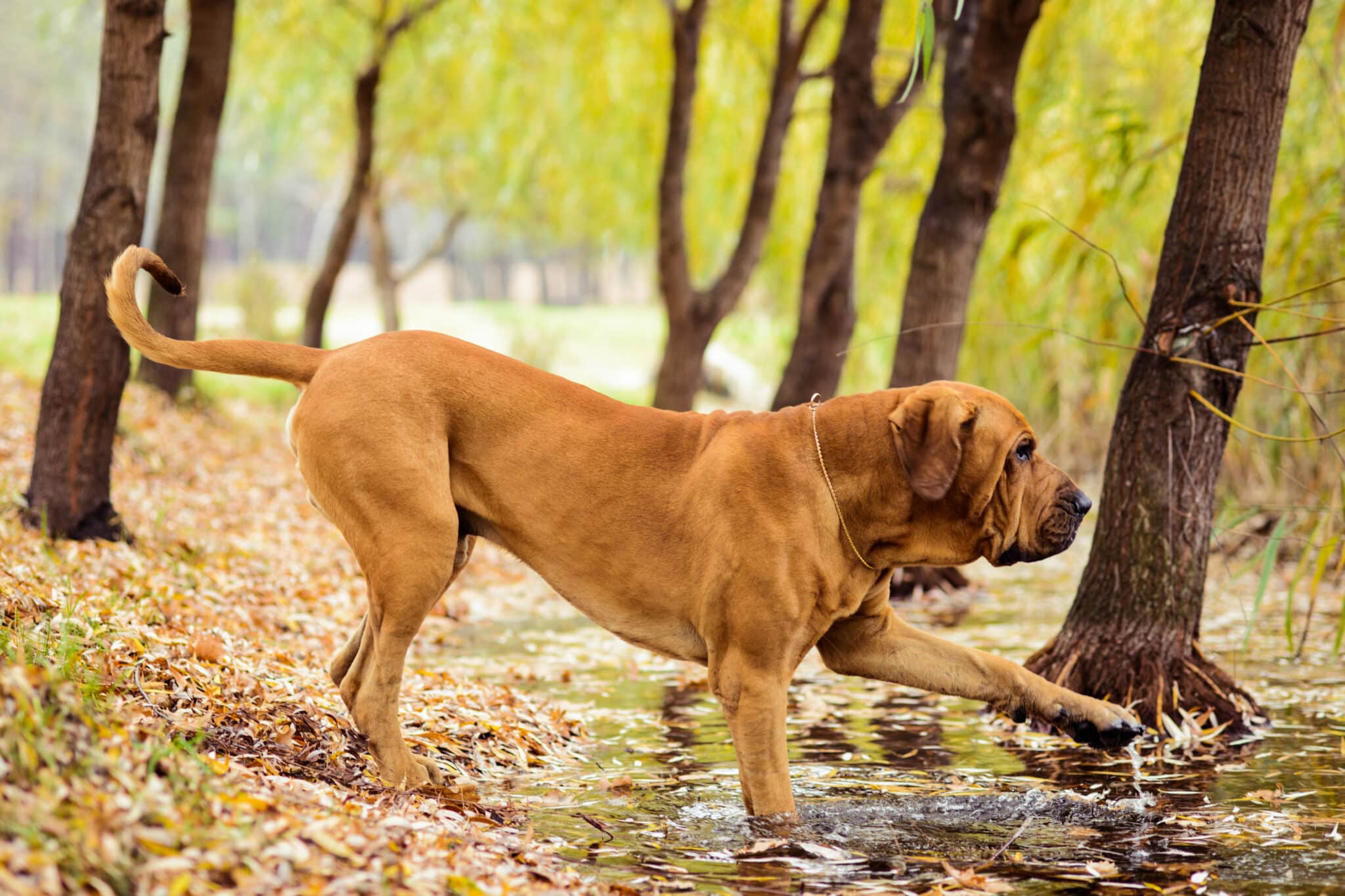 22 Toughest Dog Breeds In The World