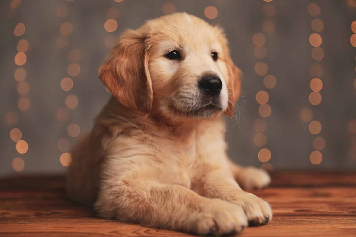 11 Dog Breeds with the Easiest to Raise Puppies