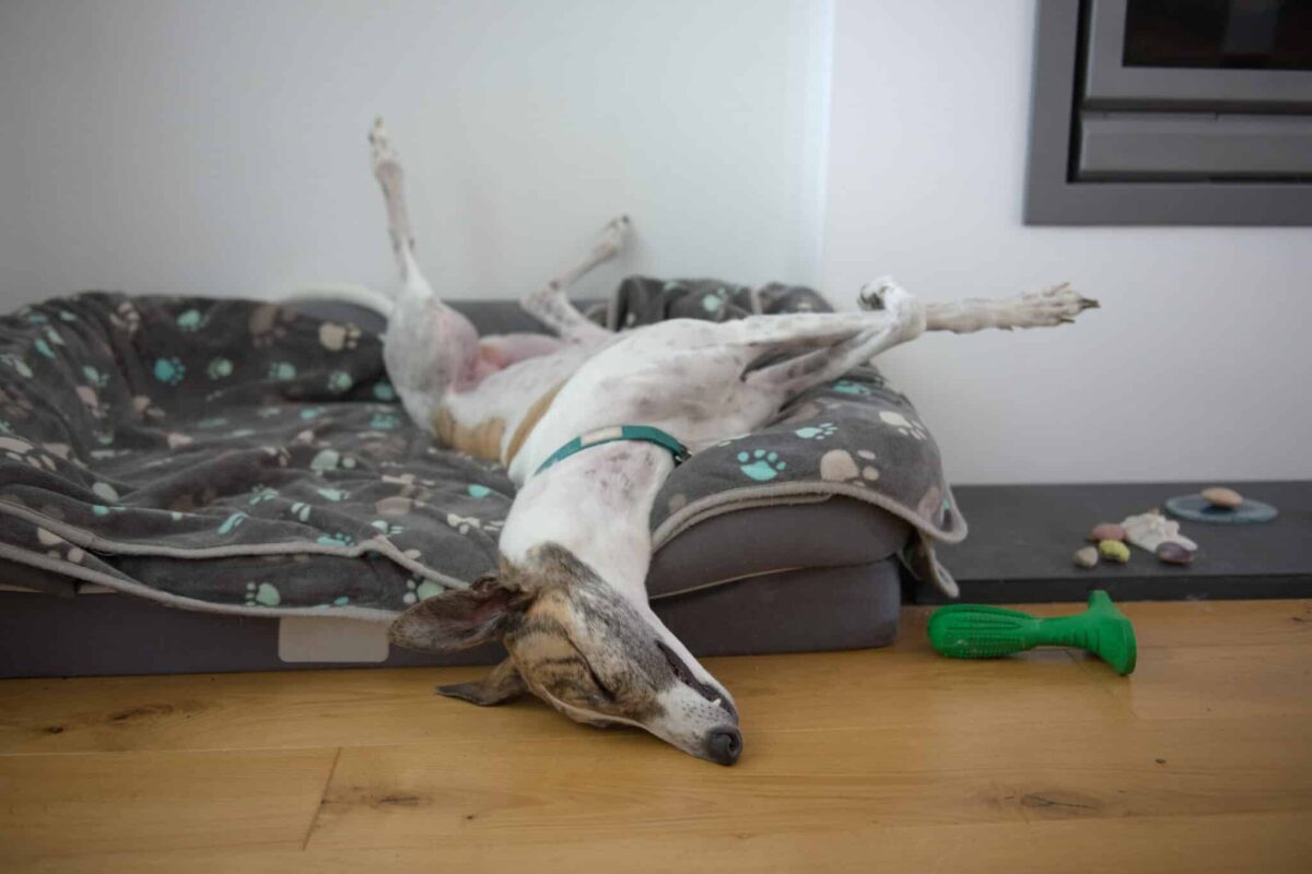 15 Dog Breeds That Love To Sleep thumbnail