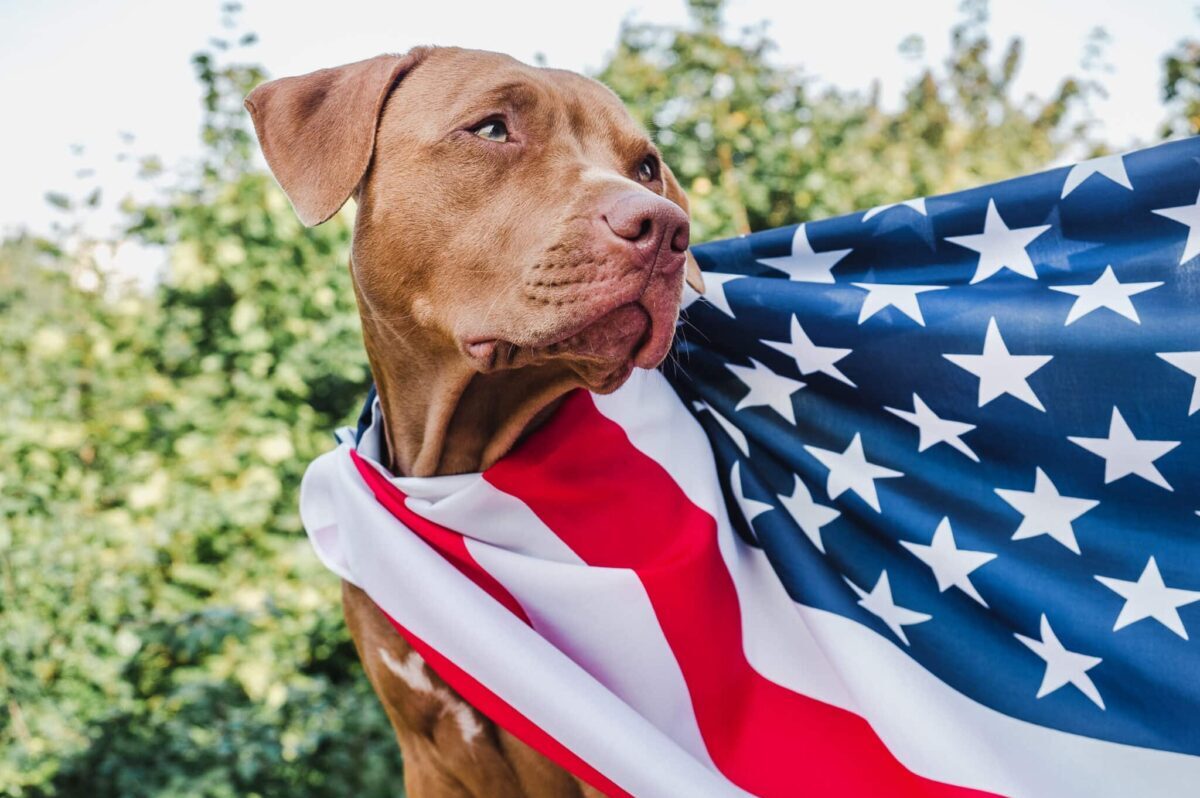 15 Dog Breeds That Are Made In The USA thumbnail