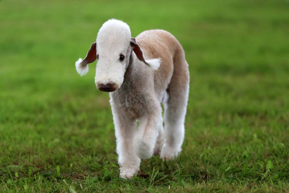 Bedlington,Terrier,Moving,On,Grass