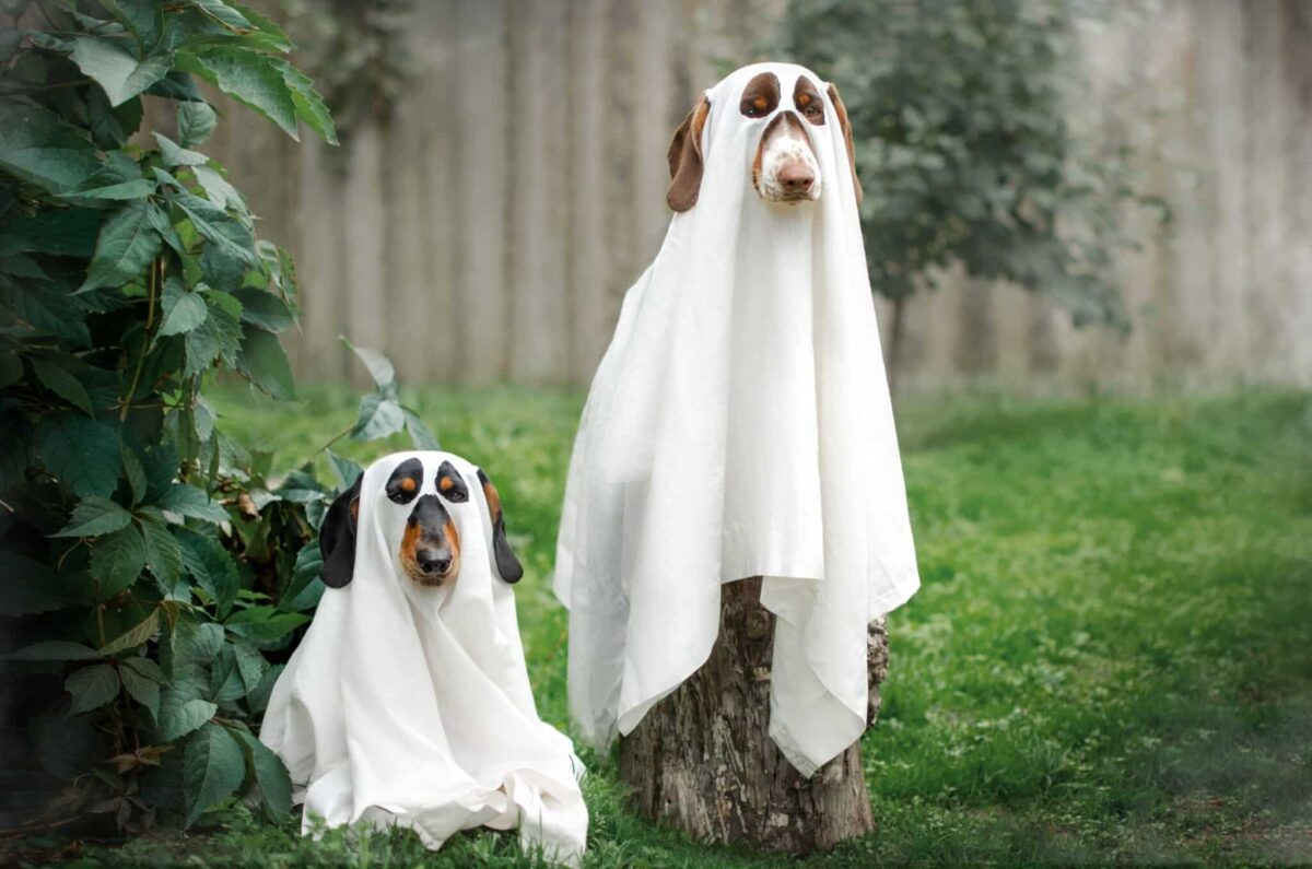 13 Scientific Theories on Whether Dogs Can See Ghosts