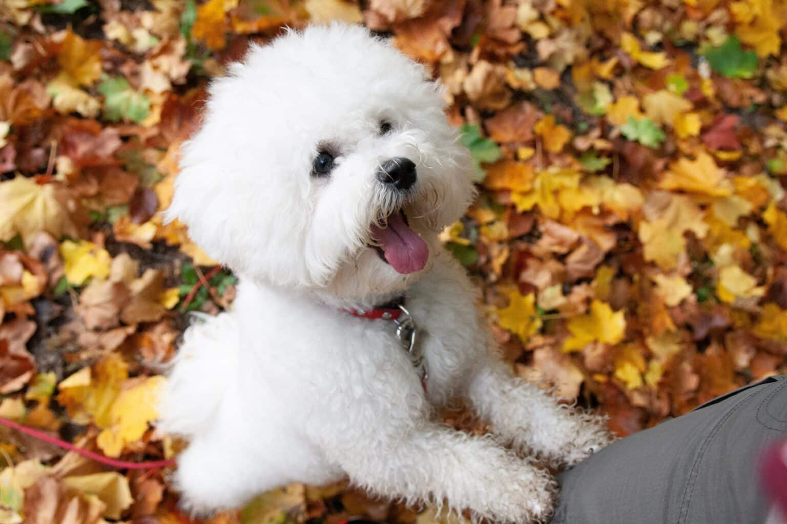 The 7 Softest Dog Breeds