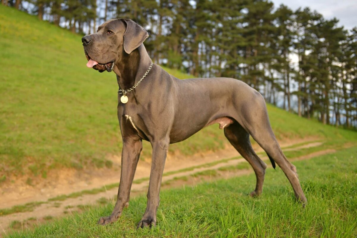 15 Large Dog Breeds That Are Surprisingly Easy For Newbies IHeartDogs