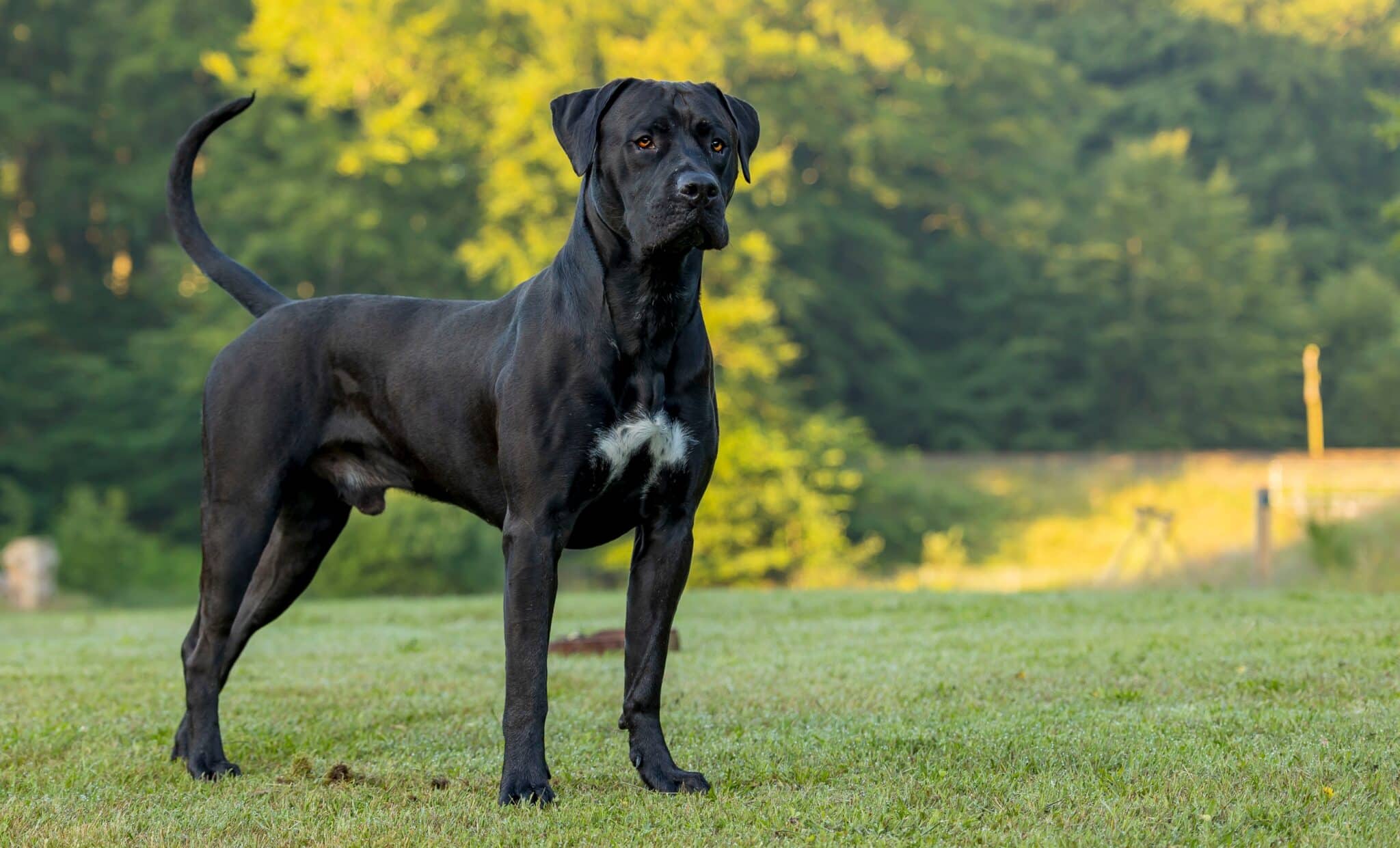 22 Toughest Dog Breeds In The World