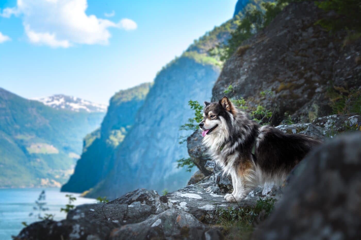 Finnish Lapphund
