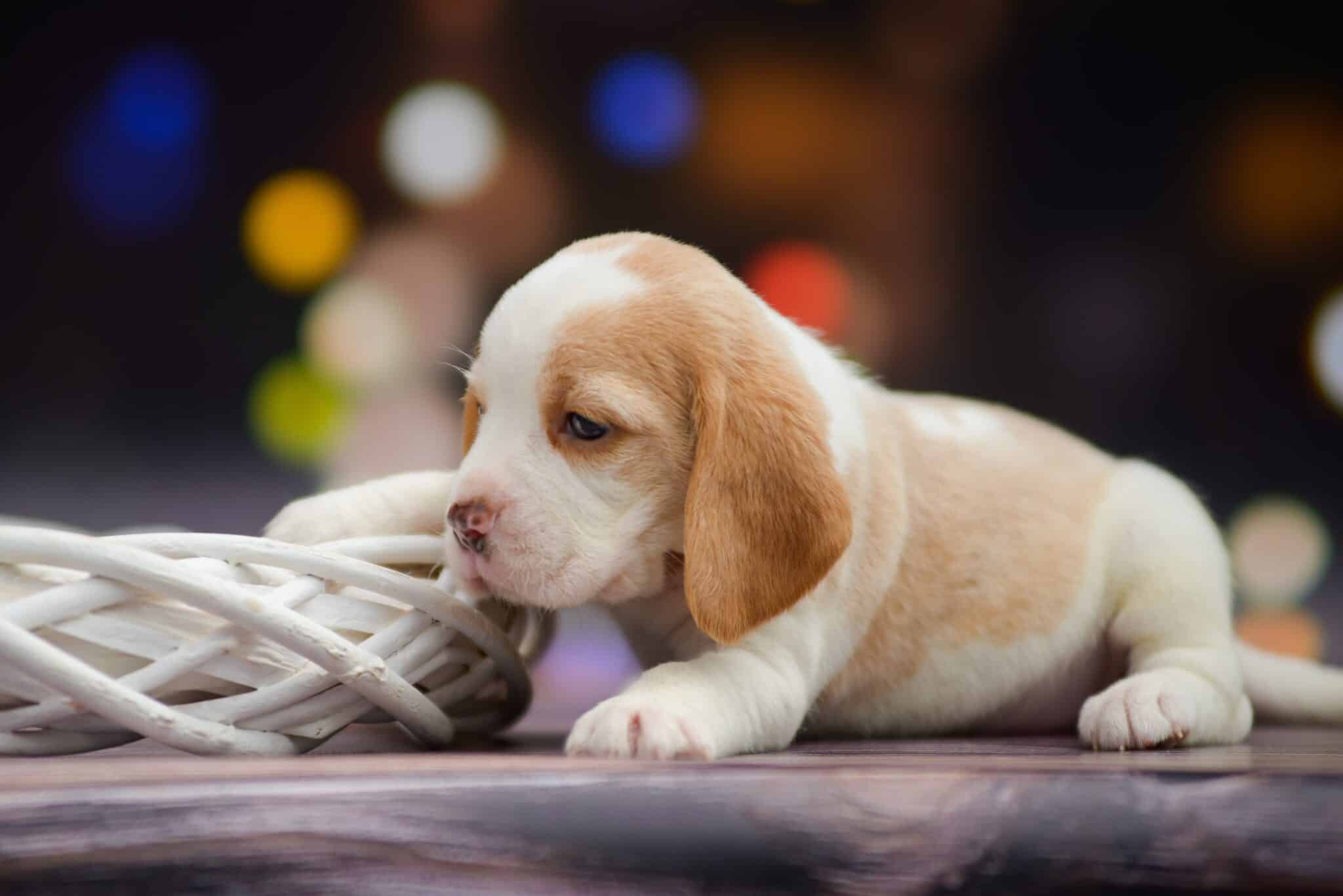 Beagle puppy