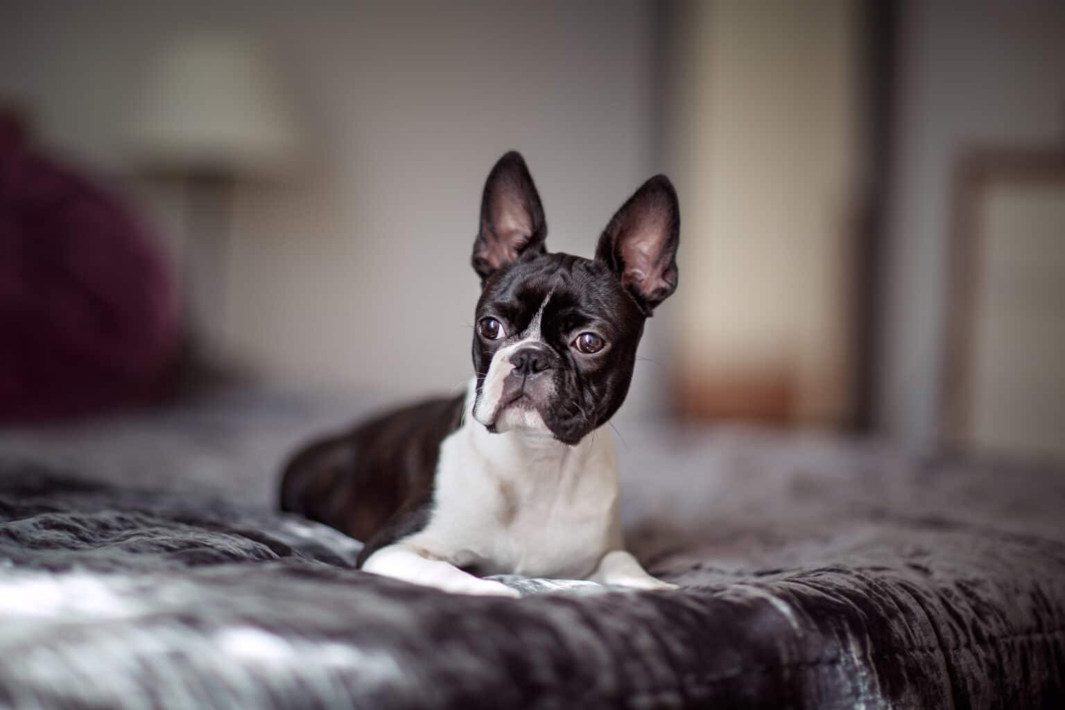 Image showcasing 12 Best Dog Breeds For Apartment Living - iHeartDogs.com