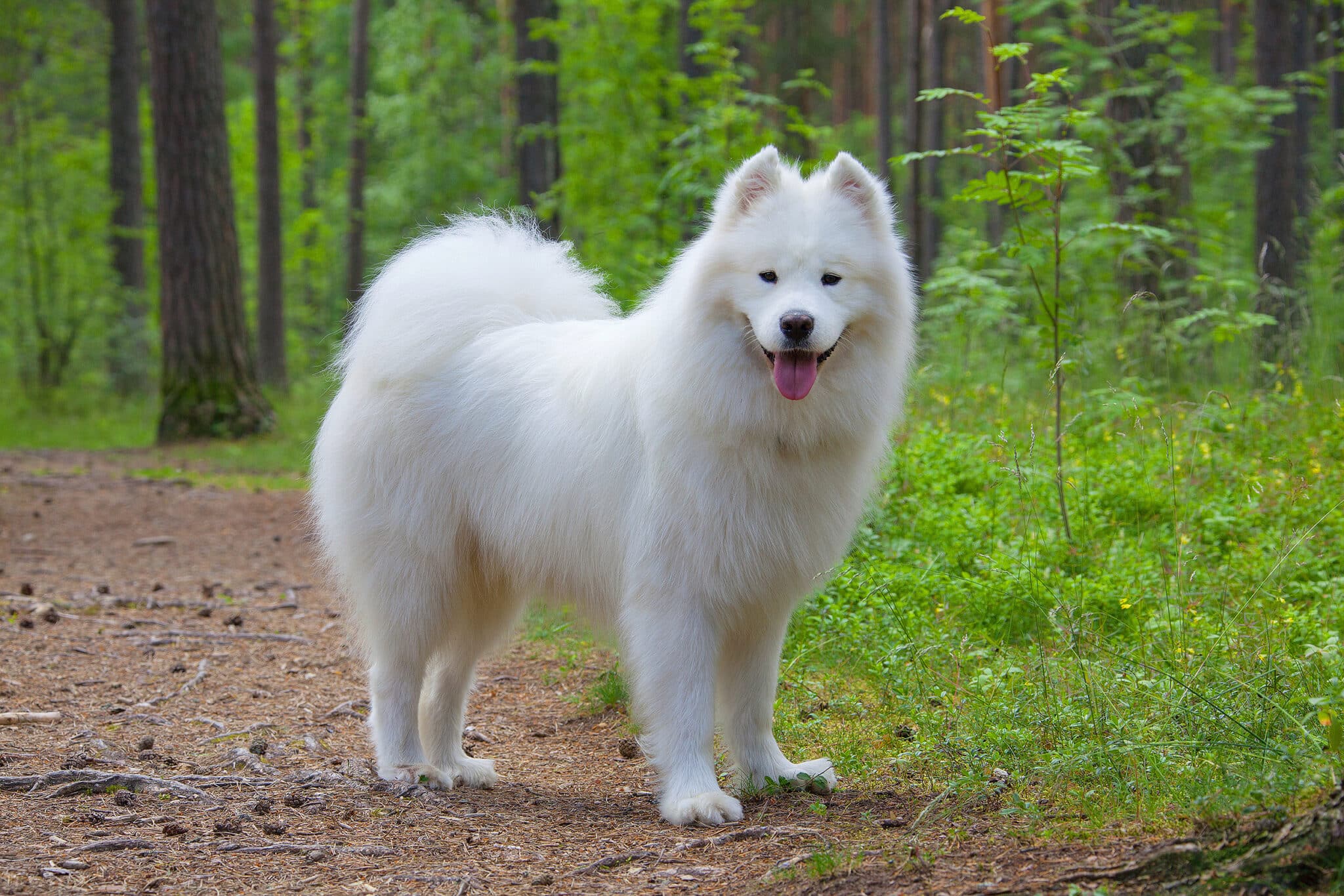 The 7 Softest Canine Breeds