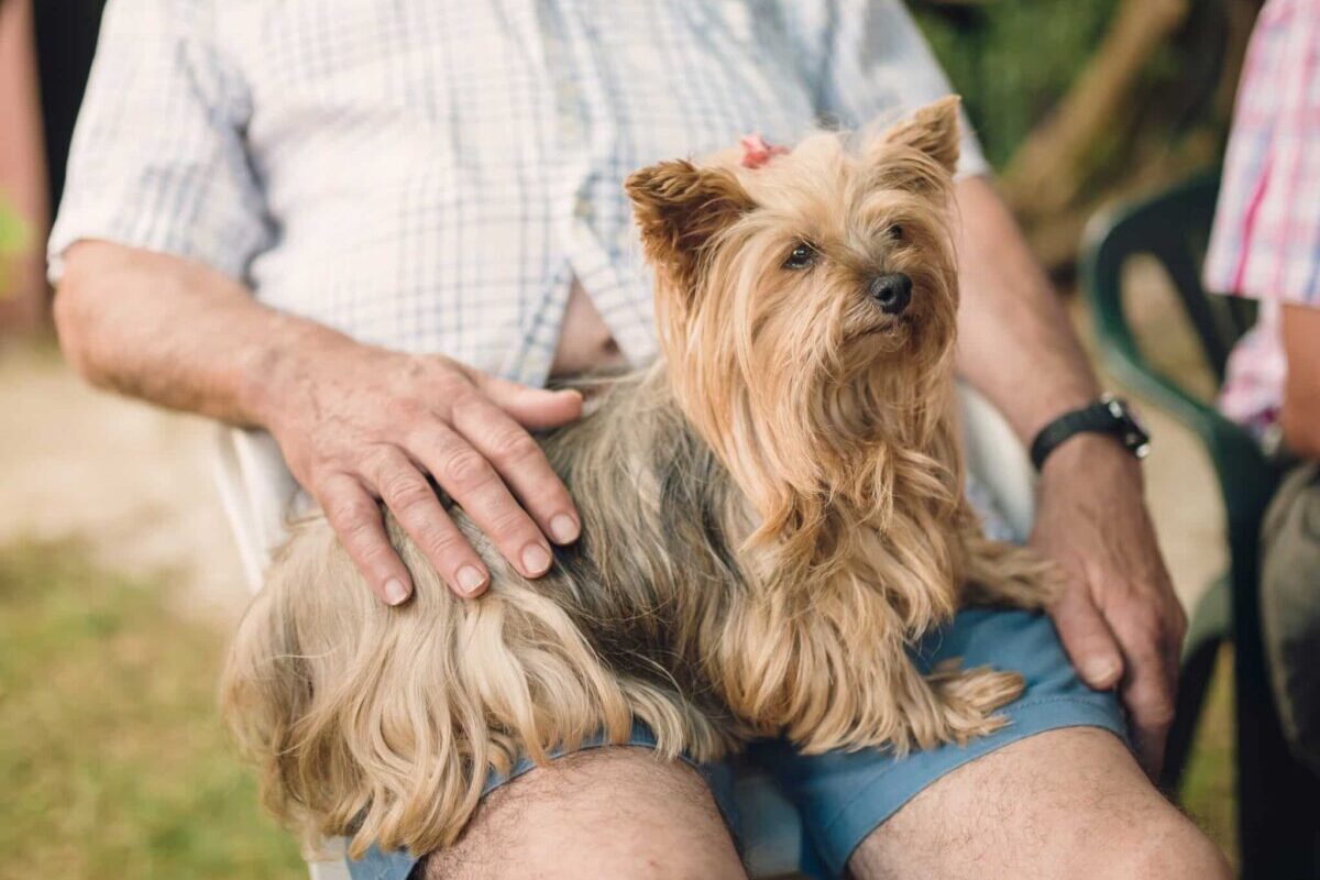 12 Best Dog Breeds for Seniors and Retirees