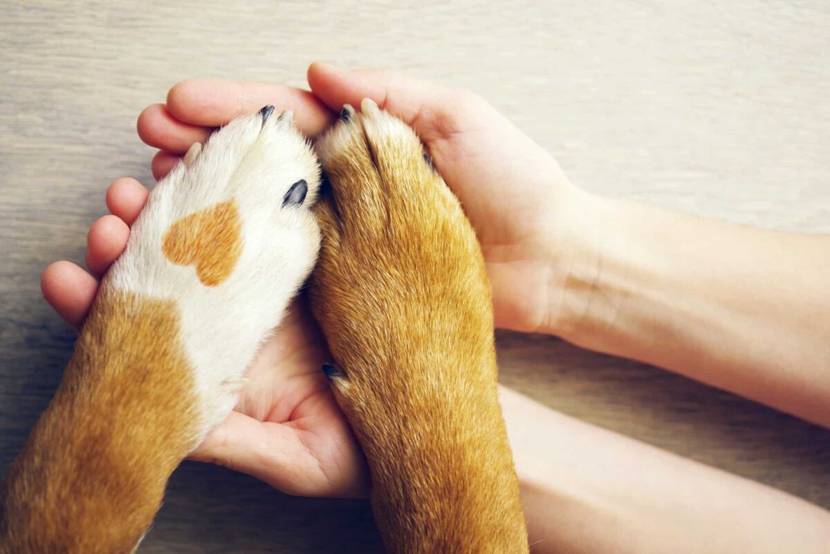 10 Dog Breeds That Thrive on Human Companionship thumbnail