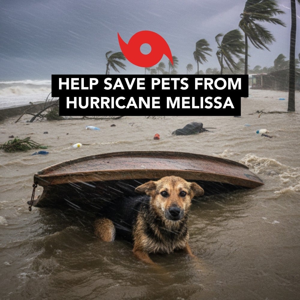 Donate to Disaster Relief for Families & Pets in Crisis -Hurricane Melissa - Greater Good Charities