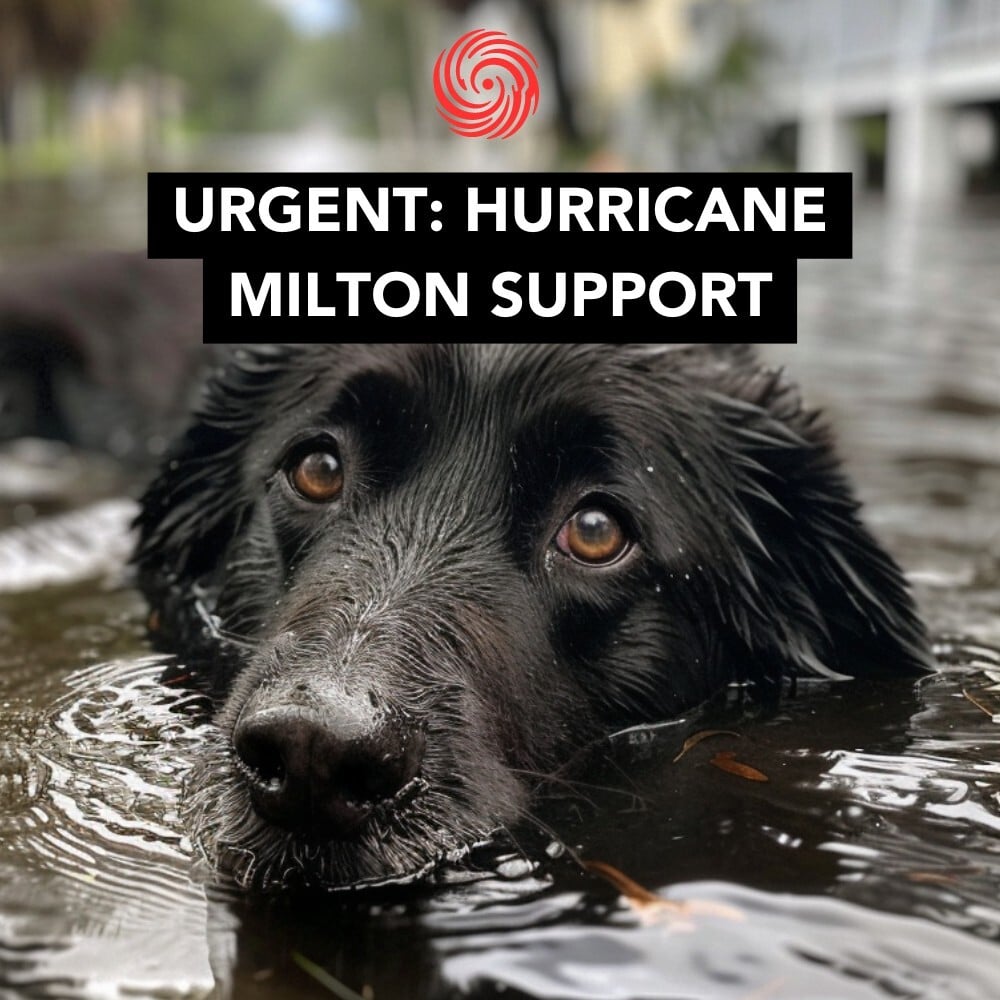 Hurricane Milton Relief: Donate To Save Shelter Dogs In Crisis