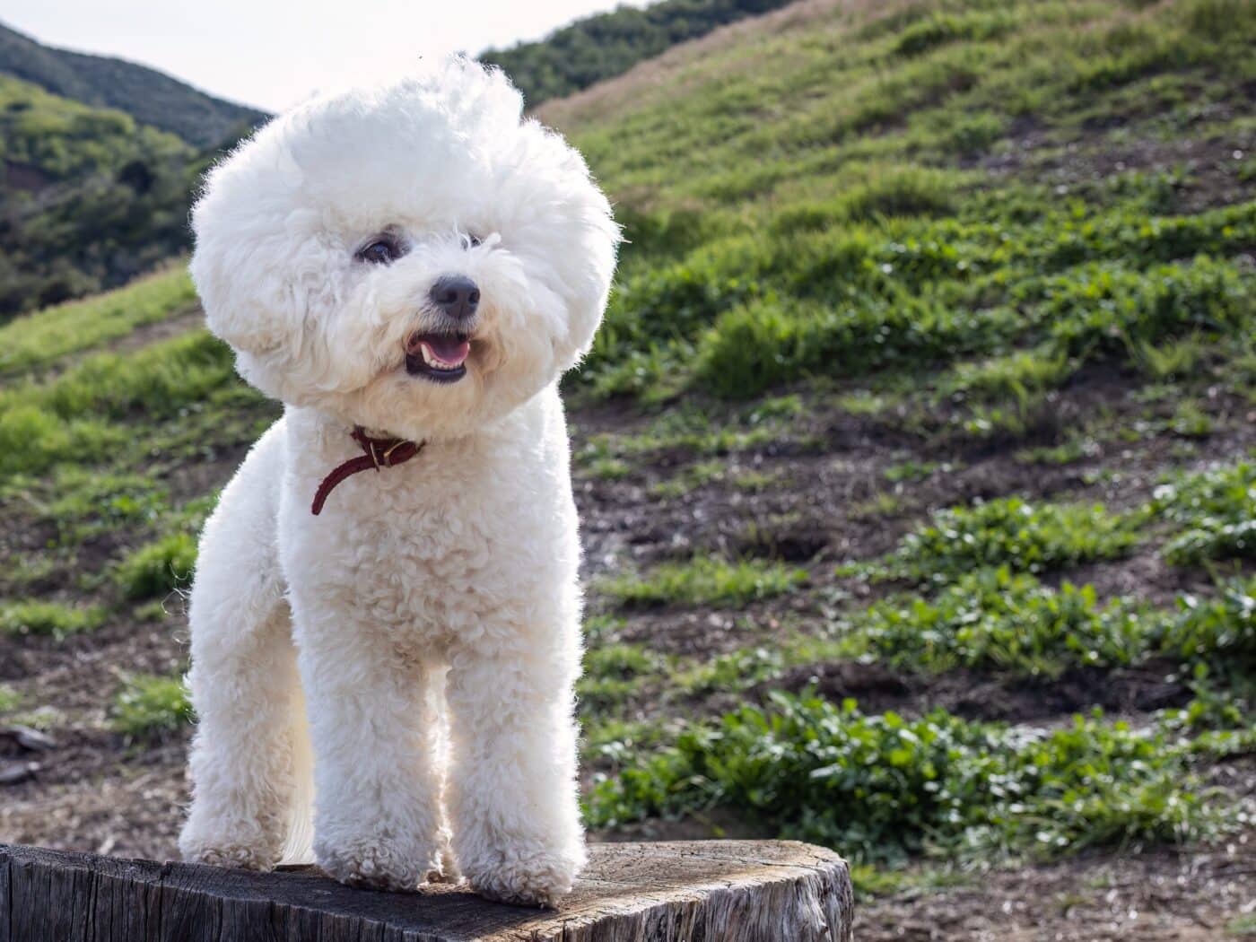 Bichon Frise