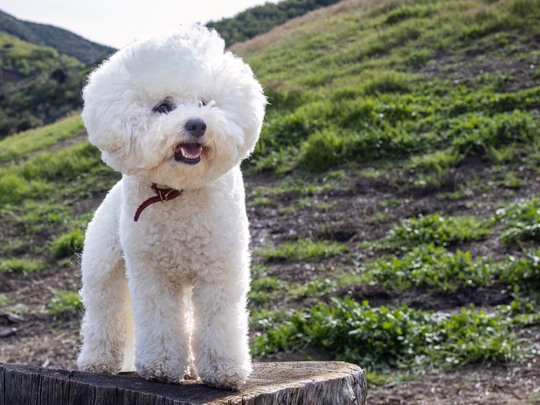 Bichon Frise