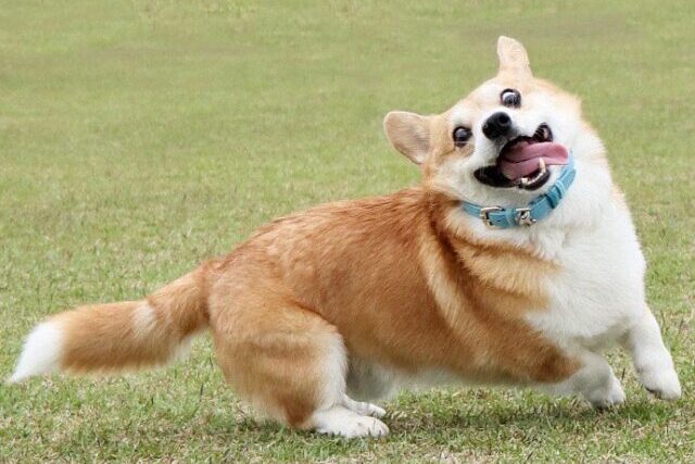 Gen Corgi Excited