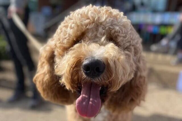 Happy Goldendoodle astatine  a party