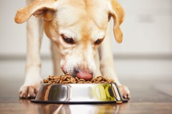 Labrador Retriever eating dog food