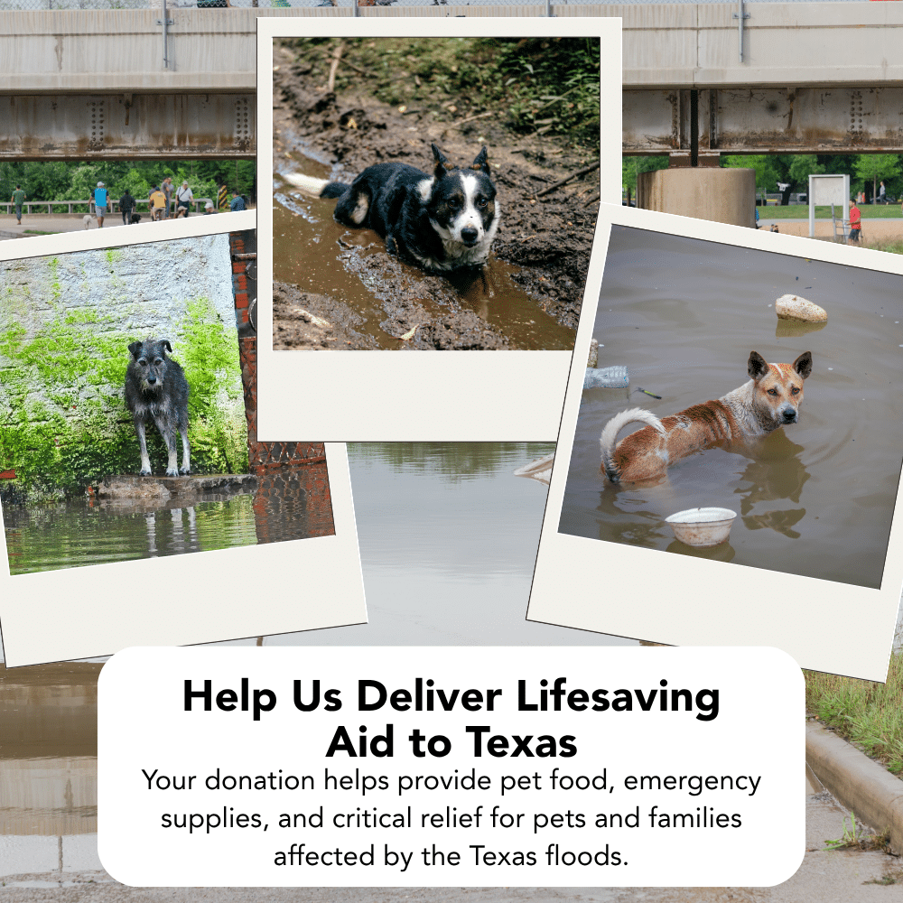 Texas is flooding. Donate to Help Families and Pets Now!