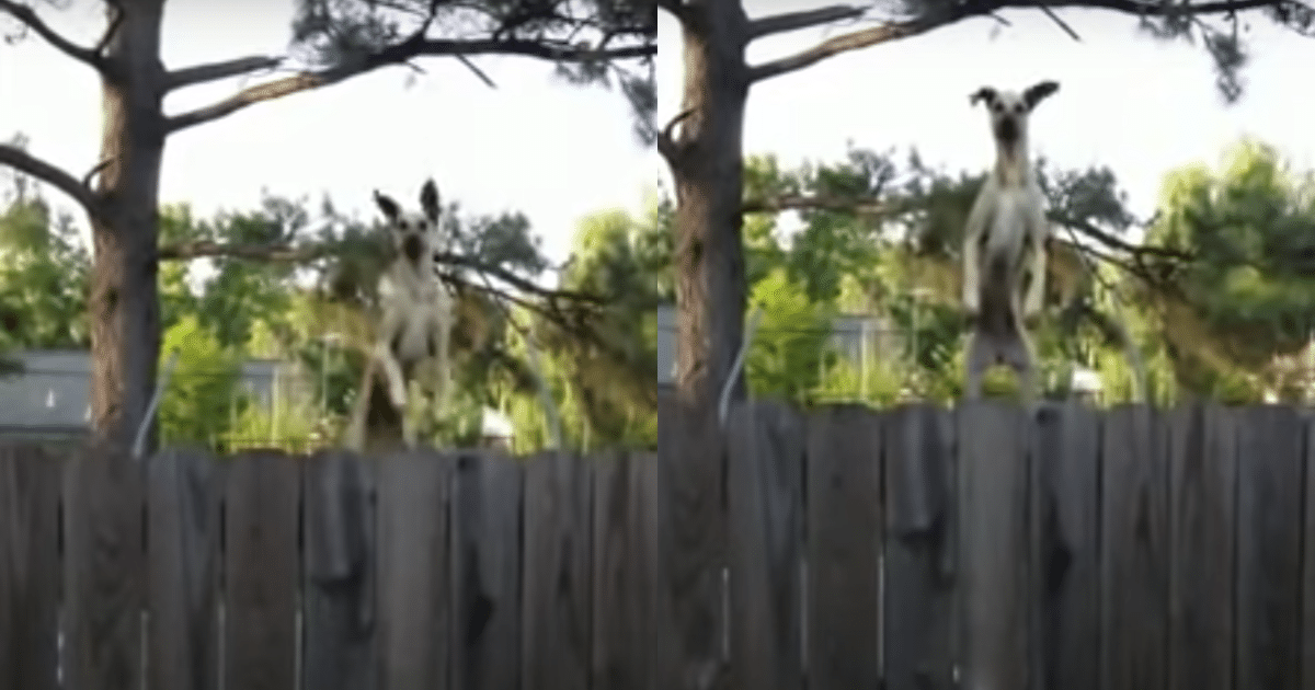 Giant Dog Finds Trampoline, Delivers Hilarious Performance for Neighbors