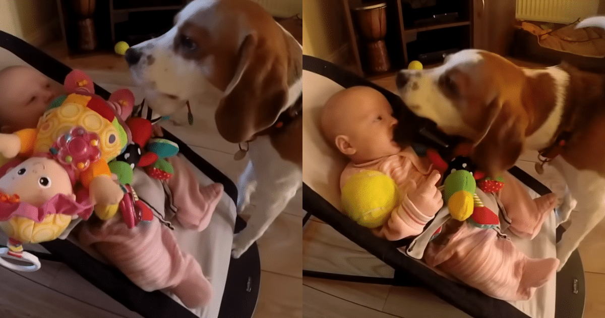 Dog’s Adorable ‘Apology’ After Stealing Baby’s Toy Goes Viral