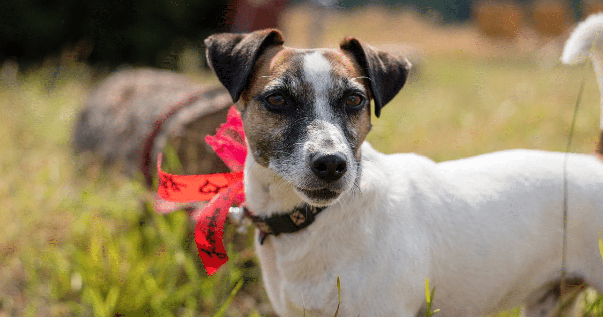 5 Myths About Jack Russells You Should Stop Believing thumbnail