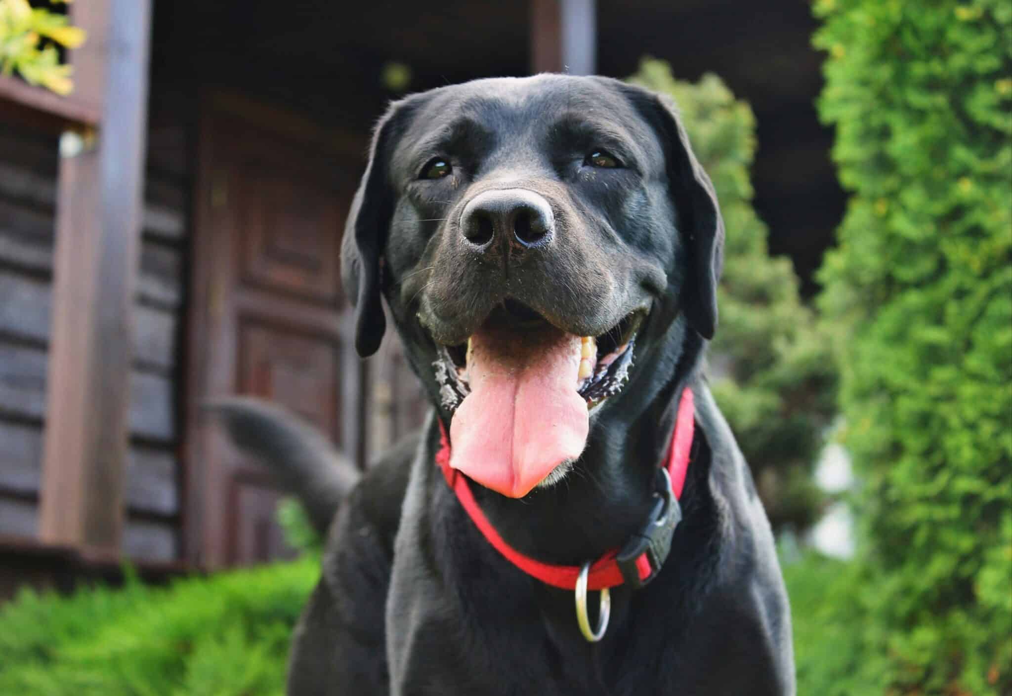 Photo inspiration: Dog Vision And Emotional Intelligence Reference: The 23 Dog Breeds With The Highest Emotional Intelligence