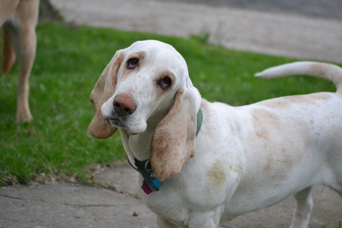 5 Myths About Basset Hounds You Should Stop Believing