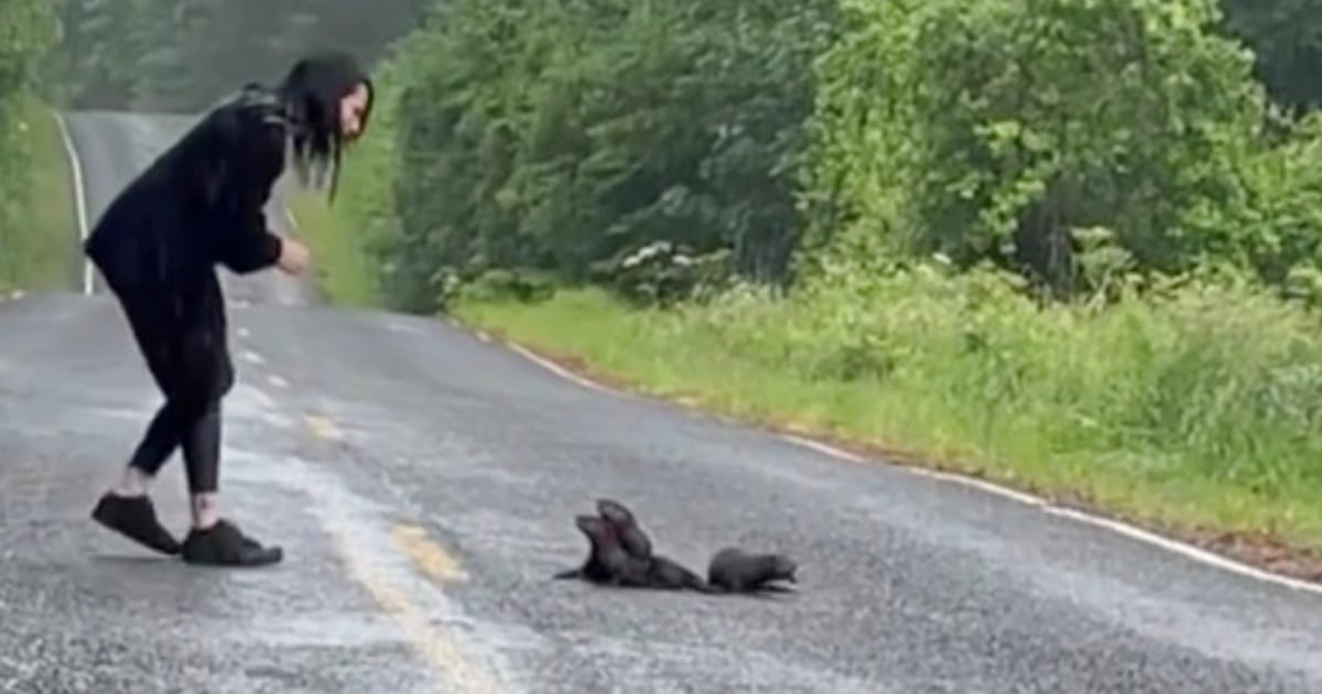 Woman Stops For ‘Furry Clumps’ In Road And Ushers Them To Safety thumbnail