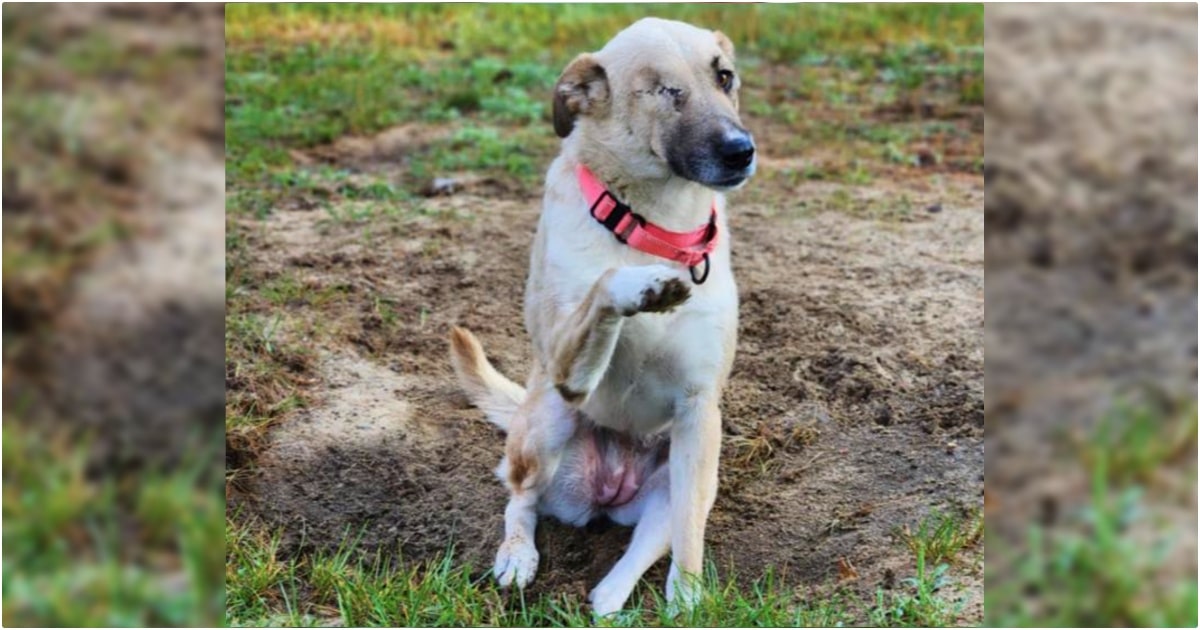 Canine Pelted By way of Rocks Survives Surgical procedure By way of Flashlight