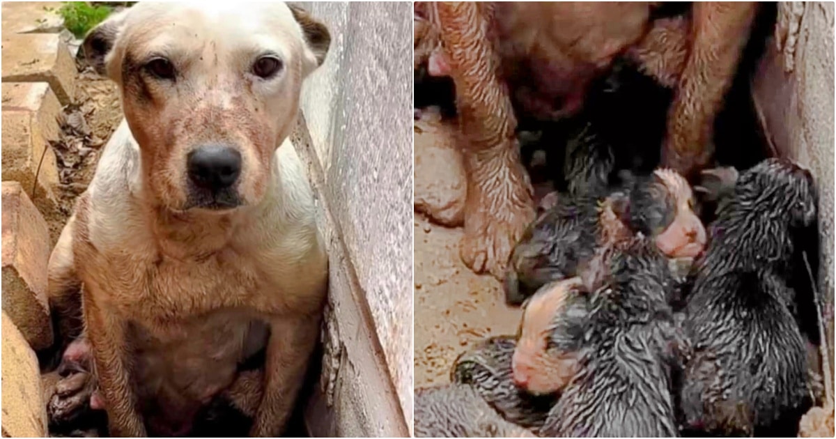 When They Stumbled Across Dog In Mud Pit, It Was Clear She Wasn’t Alone