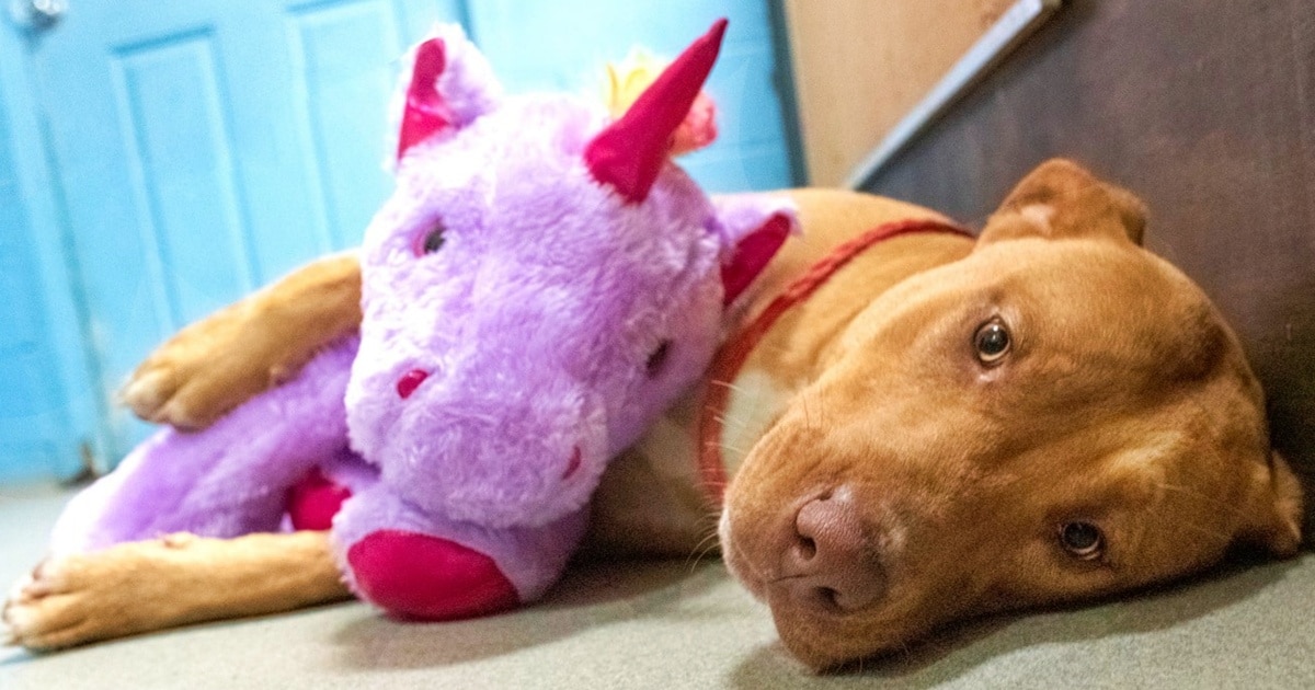 Stray Kept Sneaking Into Store To Steal Plush Toy, So Officer Bought It For Him