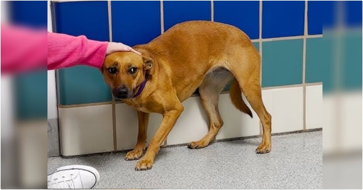 Canine Tucked Tail Between Her Legs And Retreated Again Into Her Kennel