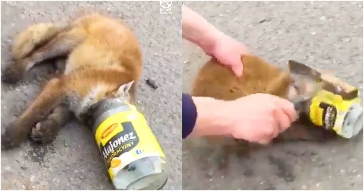 Fox Collapses After Head Gets Stuck In Jar, Farmer Grabbed A Hammer