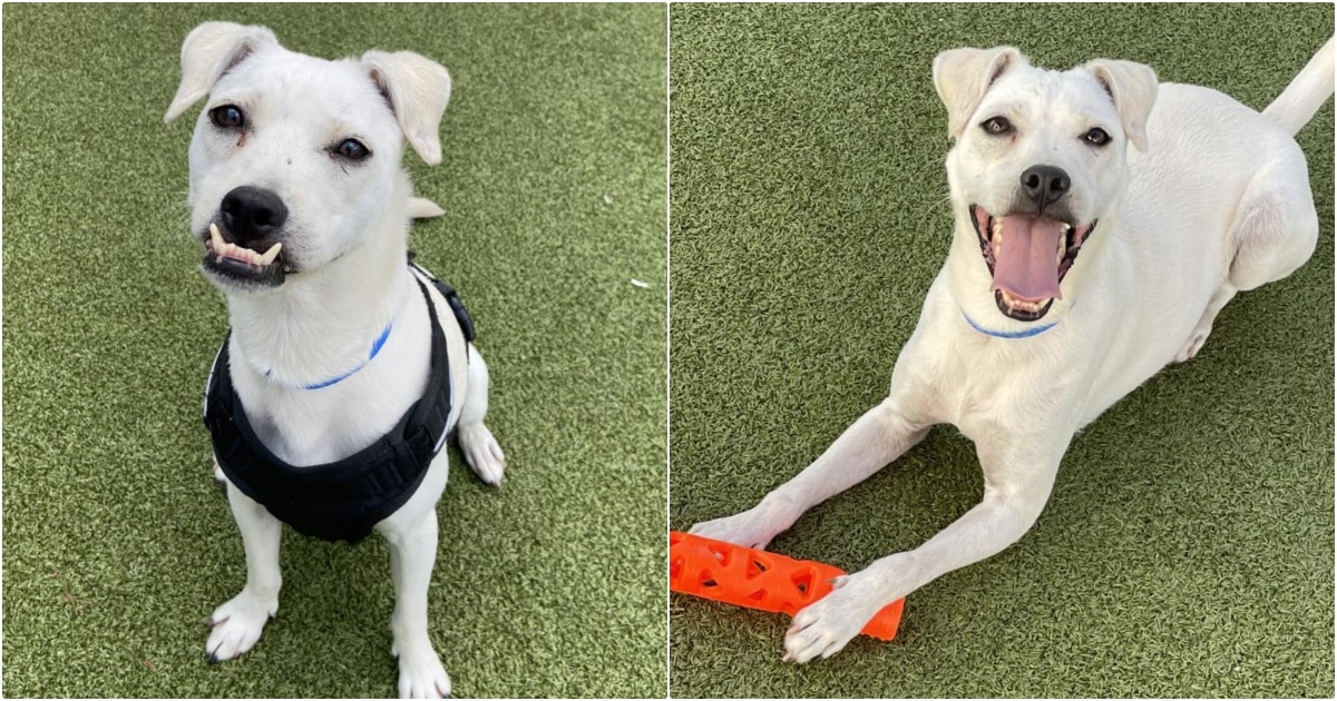 Dog With ‘Charming Underbite’ Waited For A Home After Family Brought Him Back thumbnail