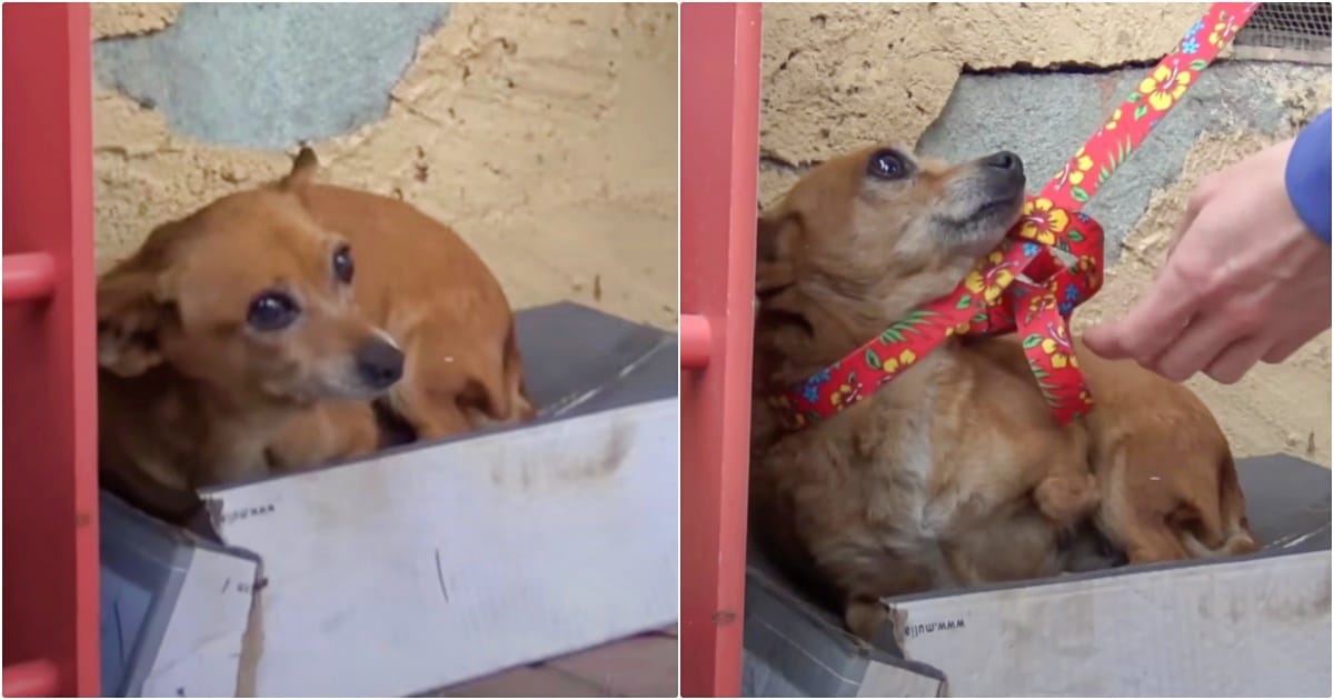 Rescuers Get A Gut-Punch When They Lift Up A Dog In Box