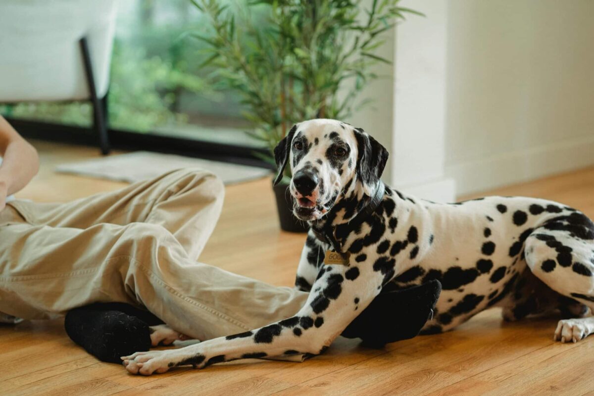 The 11 Maximum Exuberant Canine Breeds On Earth