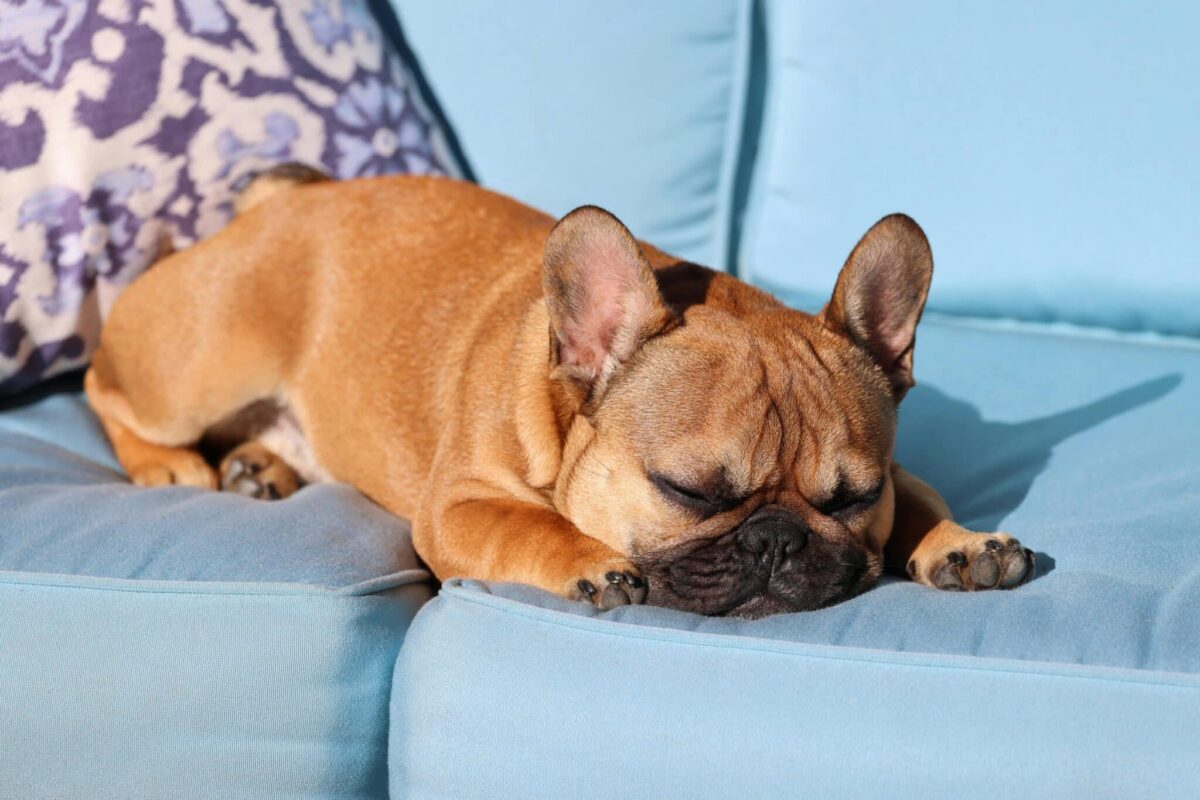 8 Dog Breeds Ready to Out-Snore Grandpa thumbnail