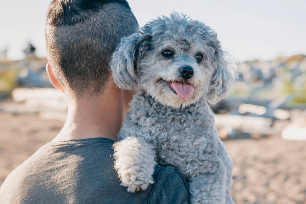 9 Best Dog Breeds for Assisting in Therapy and Mental Health Support