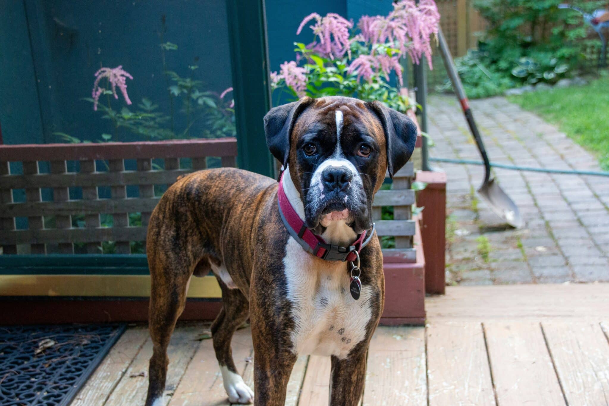 12 Dog Breeds Who Are Better Than A Home Security System